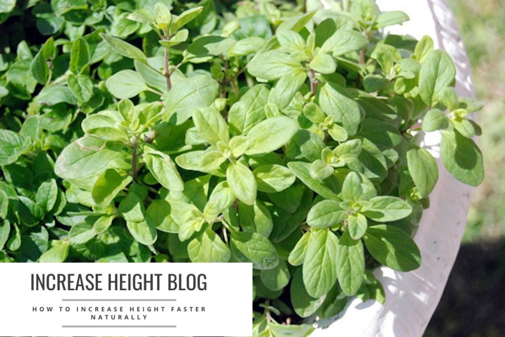 Marjoram - a popular spice in the culinary world