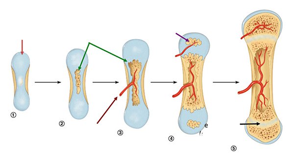 The process of bone formation and development