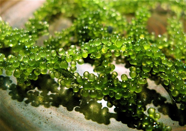 Foods Rich in Magnesium: Seaweed or Algae