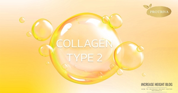 Collagen Type 2